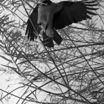 Fotografia czarno-biała pionowa przedstawiająca wronę wśród cienkich gałęzi wierzby. Widok od dołu na tle nieba.