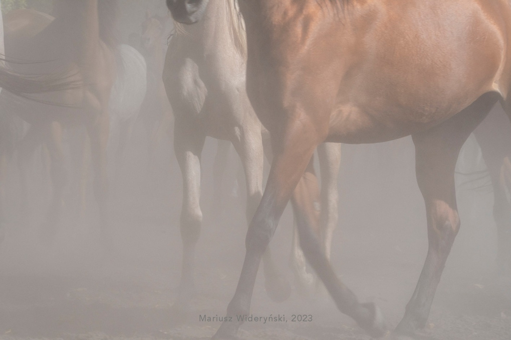 Fotografia kolorowa przedstawiająca konie