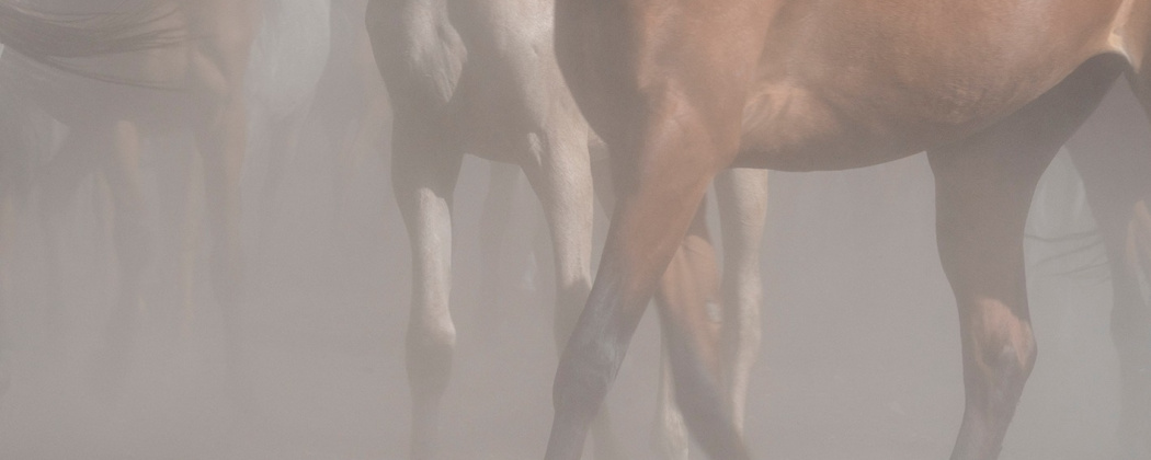 Fotografia kolorowa przedstawiająca konie