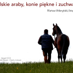 Plakat wystawy polskie araby. Człowiek prowadzący konia za uzdę idący po łące, widziany od tyłu na białym tle