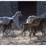 Fotografia przedstawiająca konie arabskie w galopie wbiegające na podwórze stajni