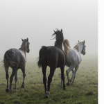 Fotografia przedstawiająca biegnące konie Araby różnej maści widziane od tyłu