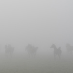 Fotografia przedstawiająca konie w plenerze we mgle.